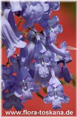 jacaranda_mimosifolia_4_-_060607.jpg