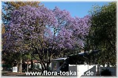 jacaranda_mimosifolia_3_-_290905.jpg