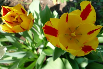 Tulpen gelb-rot.JPG