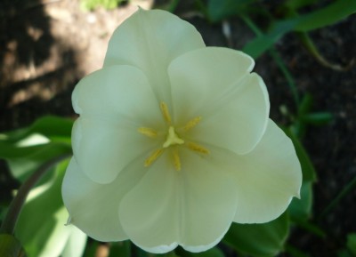 Tulpe weiß.JPG