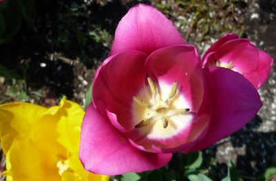 Tulpe pink.JPG