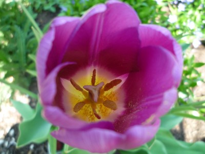 Tulpe lila.JPG