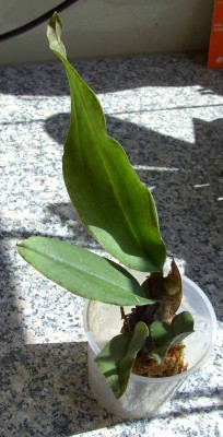 Psychopsis0459.jpg