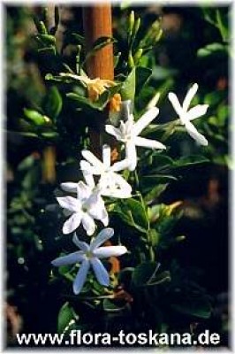 jasminum_angulare_-_dia.jpg
