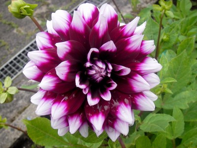 29.7.2007 überraschungsdahlie2.jpg