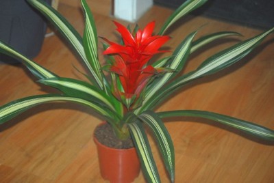 Bromelia 003yy.jpg