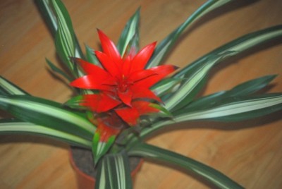 Bromelia 002yy.jpg