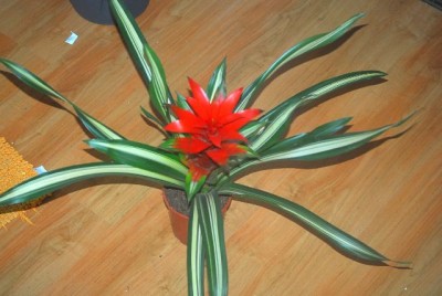 Bromelia 001yy.jpg