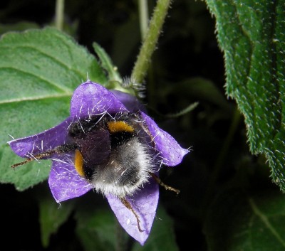18.7.2007 hummel campanula2.jpg