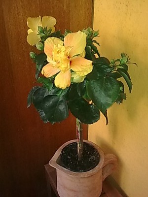 Hibiskus'gefüllt.....JPG