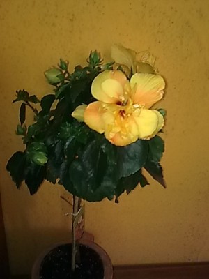 Hibiskus'gefüllt....JPG