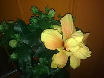 Hibiskus'gefüllt...JPG