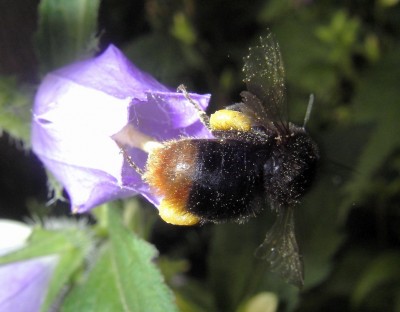 18.7.2007 hummel campanula1.jpg