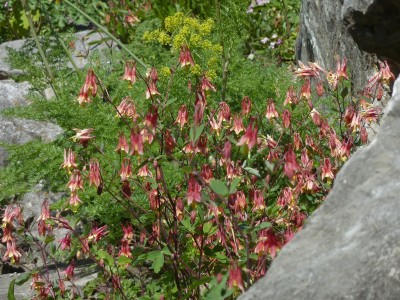 Canadensis Aquilegia.jpg
