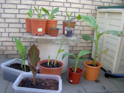Canna.JPG