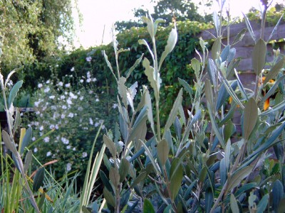 olive3.JPG