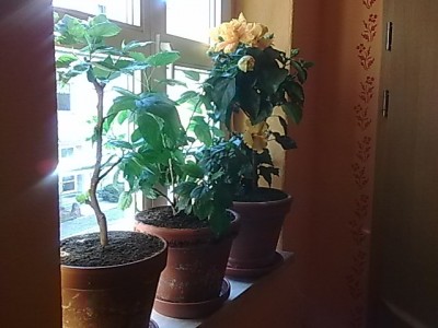 Hibiskus Gruppe...JPG