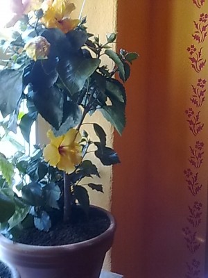 Hibiskus Gruppe'.JPG