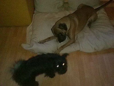 Hu Hu Hu..ich sehe alles...JPG