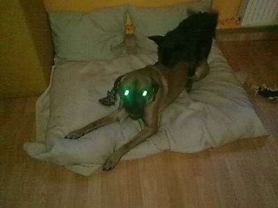 Hu Hu Hu..ich sehe alles ...JPG