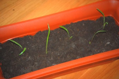 amaryllis 001yy.jpg