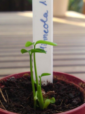 Minneaola 20.04.2011.jpg