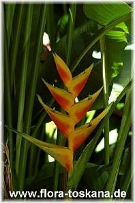 heliconia_caribaea_x_bihai_hot_rio_night_2_-_191006.jpg