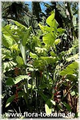heliconia_collinsiana_7_-_191006.jpg
