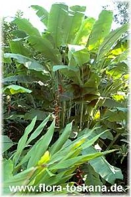 heliconia_collinsiana_5_-_191006.jpg