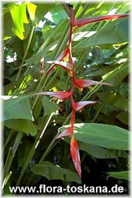 heliconia_collinsiana_1_-_191006.jpg