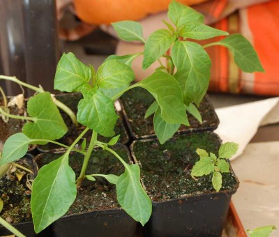 chili04.jpg