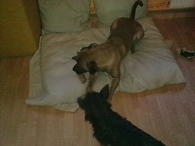 Oster'Wichtels Kauknochen die 2..JPG