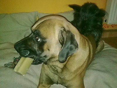 Oster'Wichtels Kauknochen die 1..JPG