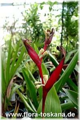 heliconia_psittacorum_rubra-_digi.jpg