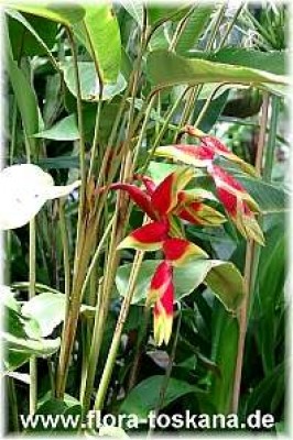 heliconia_rostrata_-_digi.jpg