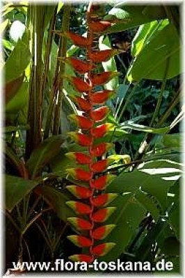 heliconia_rostrata_2_-_311006.jpg