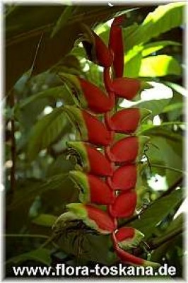 heliconia_rostrata_1_-_191006.jpg