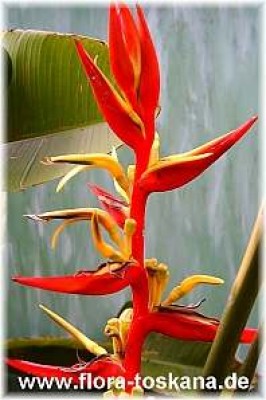 heliconia_schiediana_2_-_digi.jpg
