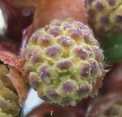 Blüte der Koreatanne.jpg