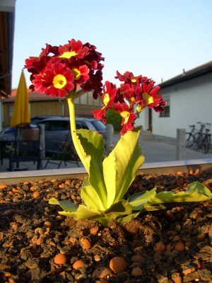Aurikel0499.jpg