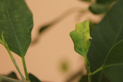 blatt2.jpg