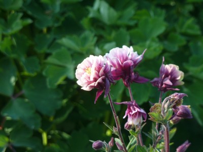 Aquilegia vulgaris Winky Double Red White.jpg