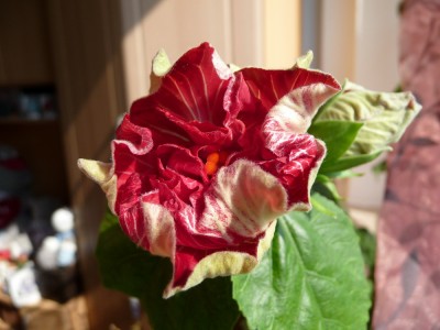 P1190597 klein.jpg