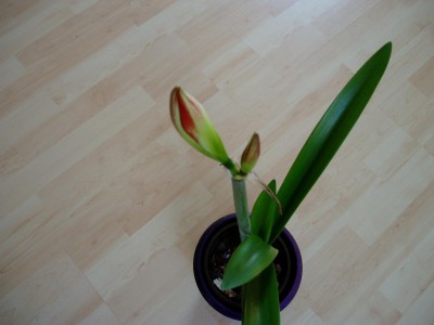 blüte_02.JPG
