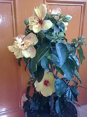 Hibiskus...JPG