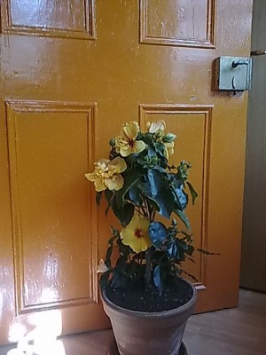 Hibiskus.JPG