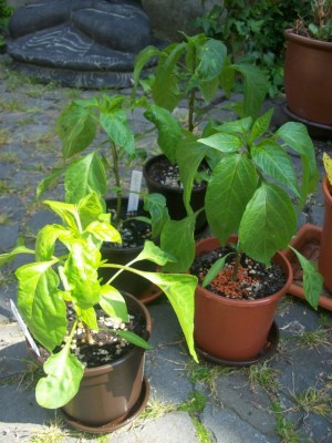 chilis22.04.201.jpg