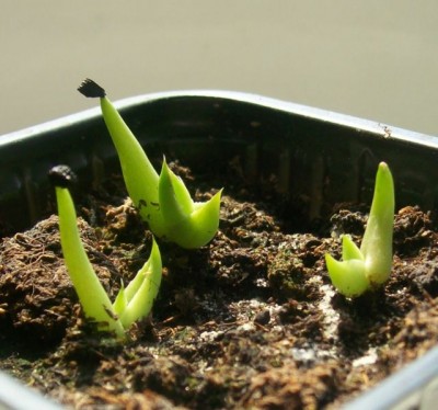Agaven22.04.2011.jpg