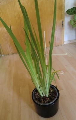 Vanille 04-2011.JPG