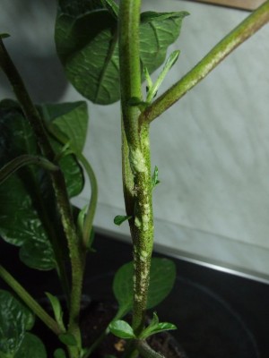DSCF7423_1.jpg